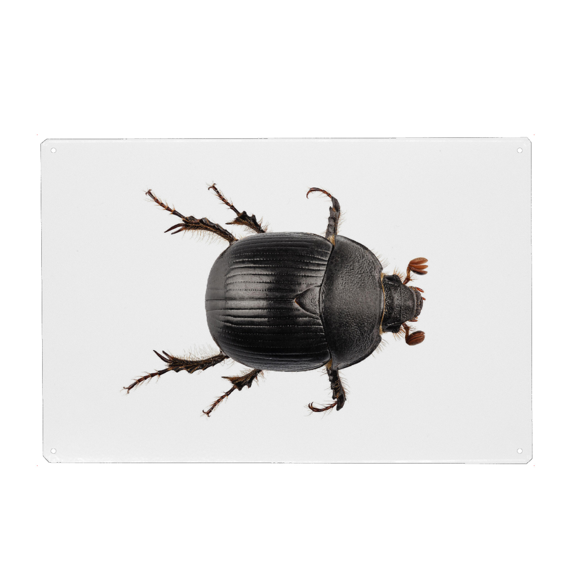 Metall Poster "Earth-boring dung beetle" artboxONE - Natur,Tiere - Insect,Animals,High resolution,Photography,Flying,Color,Colorful,Nature,Insekt