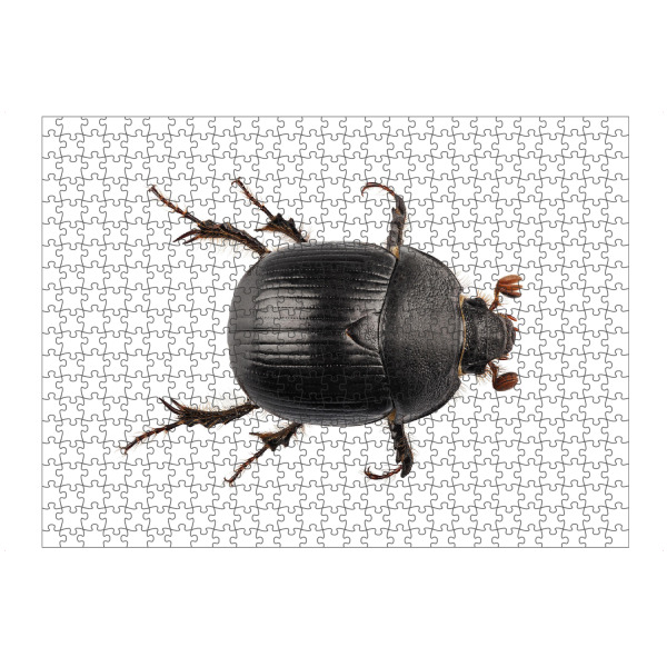 Puzzle Ravensburger "Earth-boring dung beetle" artboxONE - Natur,Tiere