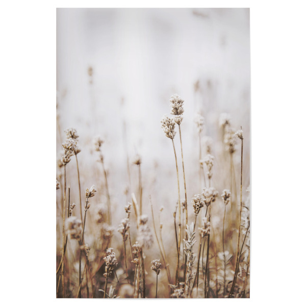 Poster 30x20 cm "Dried Grass" artboxONE - Natur,Floral - Plant,Botanical,Floral,Minimalist,Pampas,Gras,Pflanzen,Leaves,Boho