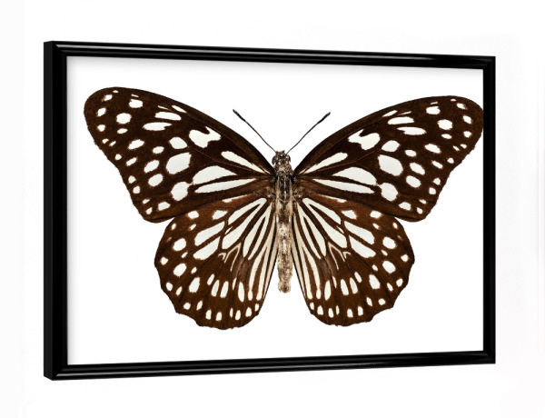 Poster mit schwarzem Rahmen "Butterfly species Tirumala" artboxONE - Natur,Tiere