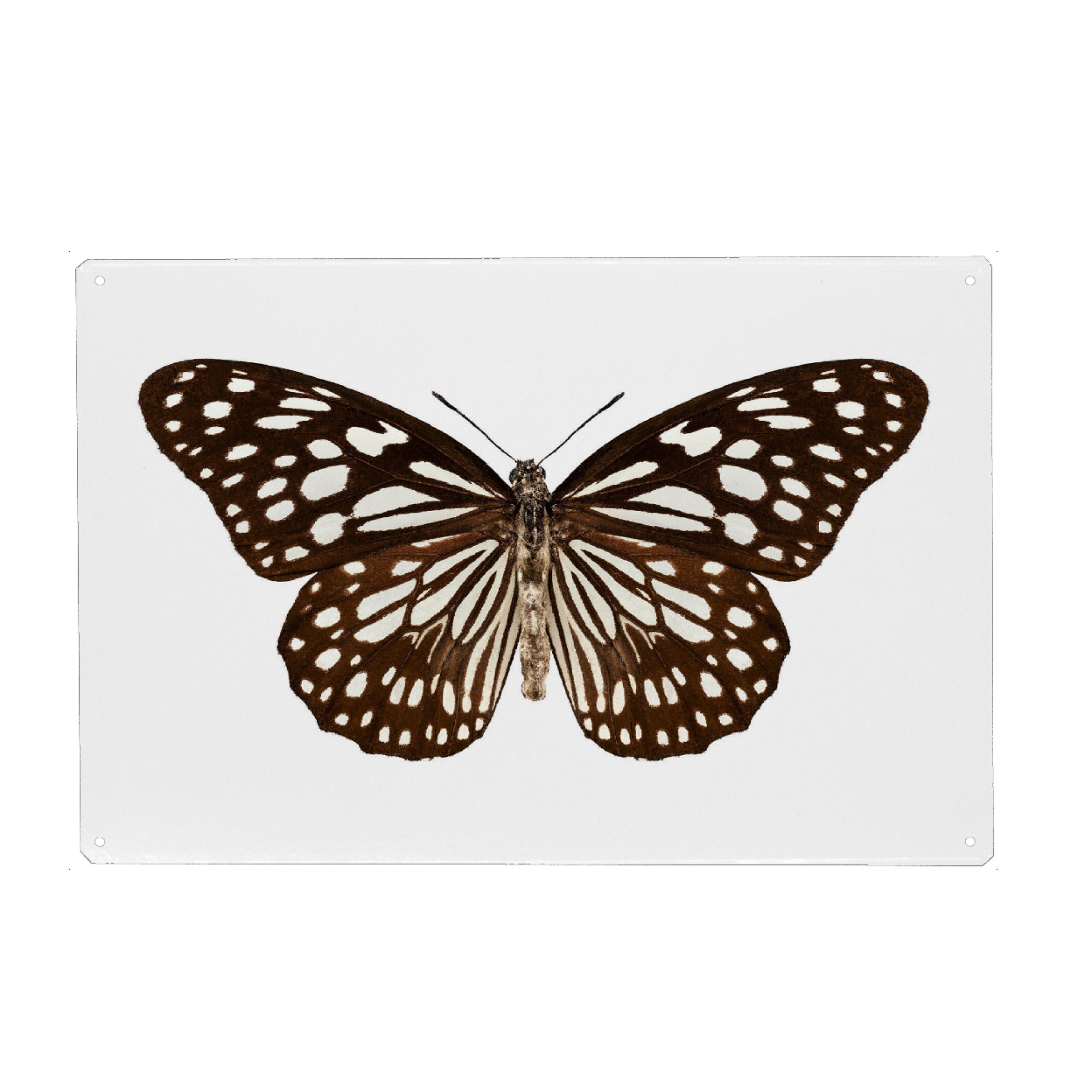 Metall Poster "Butterfly species Tirumala" artboxONE - Natur,Tiere