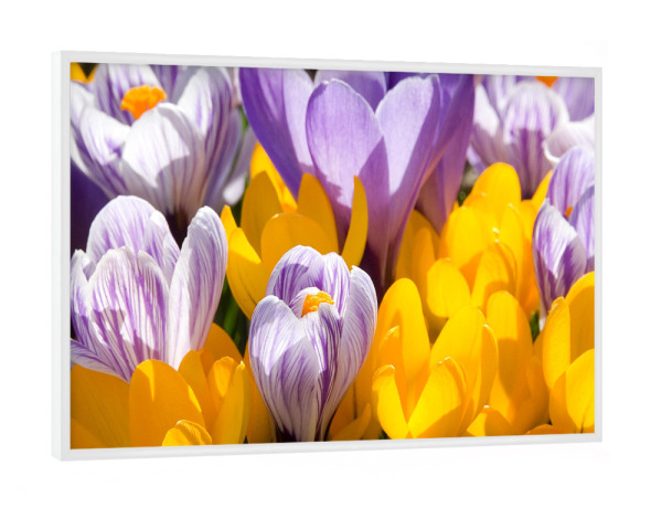 Poster mit weißem Rahmen "Krokus" artboxONE - Floral