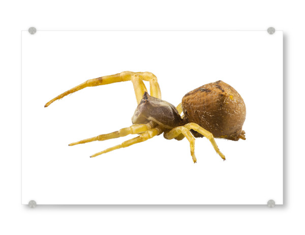 Acrylglasbild "Goldenrod crab spider" artboxONE - Natur,Tiere