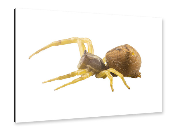 Alu-Dibond "Goldenrod crab spider" 30x20 cm artboxONE