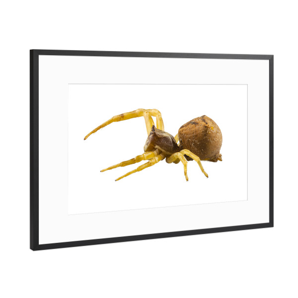 Poster mit Rahmen Schwarz (Metallic) "Goldenrod crab spider" artboxONE - Natur,Tiere