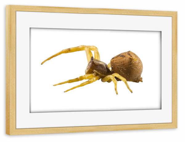 Poster mit Rahmen kiefer "Goldenrod crab spider" artboxONE - Natur,Tiere