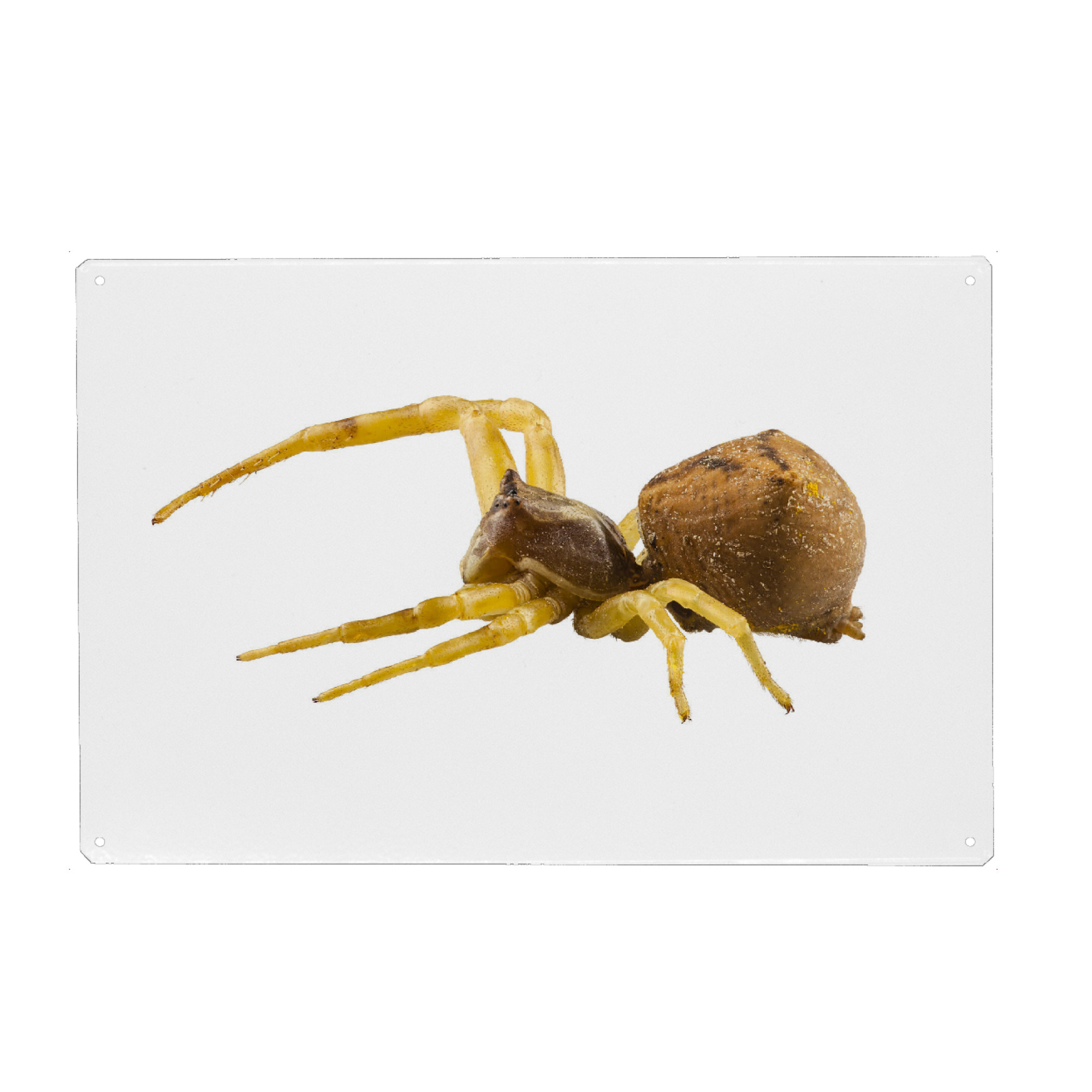 Metall Poster "Goldenrod crab spider" artboxONE - Natur,Tiere