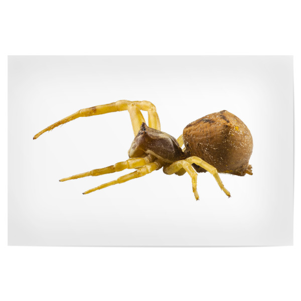 Poster 30x20 cm "Goldenrod crab spider" artboxONE - Natur,Tiere