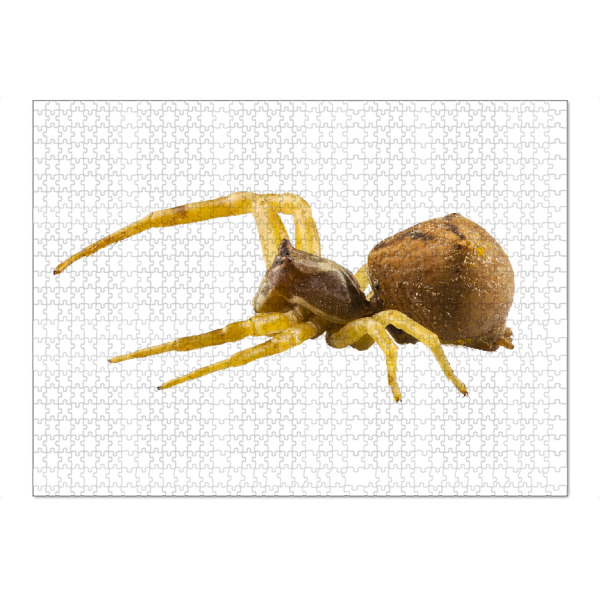 Puzzle Ravensburger "Goldenrod crab spider" artboxONE - Natur,Tiere