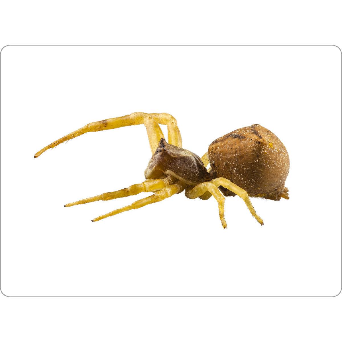 Tischset "Goldenrod crab spider" artboxONE - Natur,Tiere