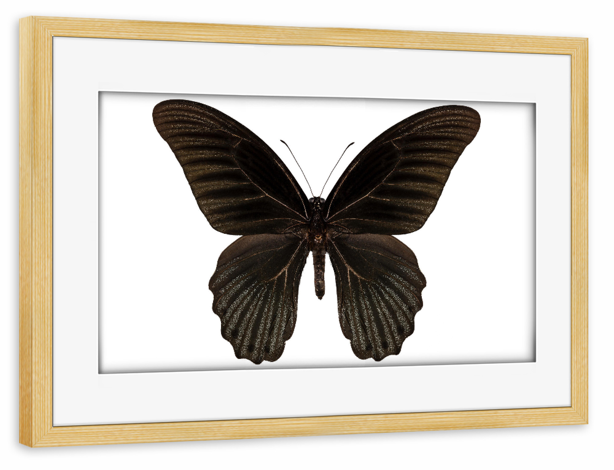 Poster mit Rahmen kiefer "Papilio memnon memnon" artboxONE - Natur,Tiere