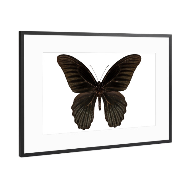 Poster mit Rahmen Schwarz (Metallic) "Papilio memnon memnon" artboxONE - Natur,Tiere
