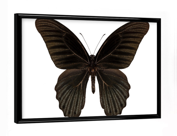 Poster mit schwarzem Rahmen "Papilio memnon memnon" artboxONE - Natur,Tiere