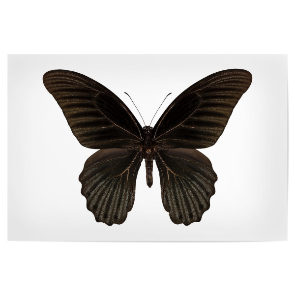 Poster "Papilio memnon memnon" artboxONE - Natur,Tiere - Insect,Butterfly,Animals,High resolution,Flying,Color,Colorful,Nature,Schmetterling,Insekt