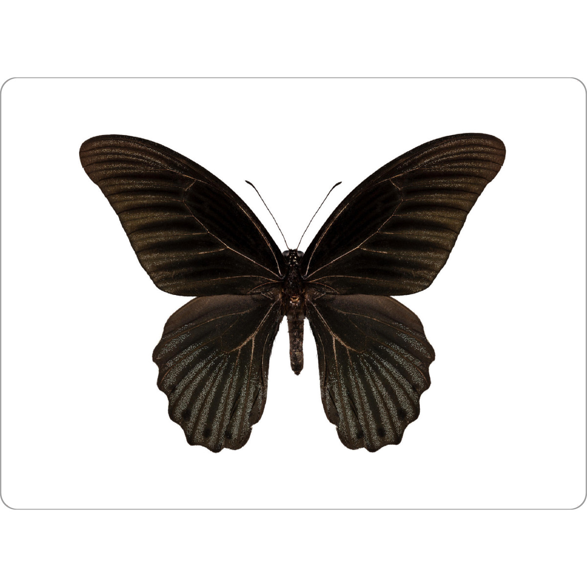 Tischset "Papilio memnon memnon" artboxONE - Natur,Tiere - Insect,Butterfly,Animals,High resolution,Flying,Color,Colorful,Nature,Schmetterling,Insekt