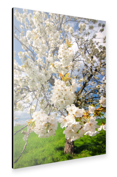 Alu-Dibond "Blütenzuweig" 30x20 cm artboxONE