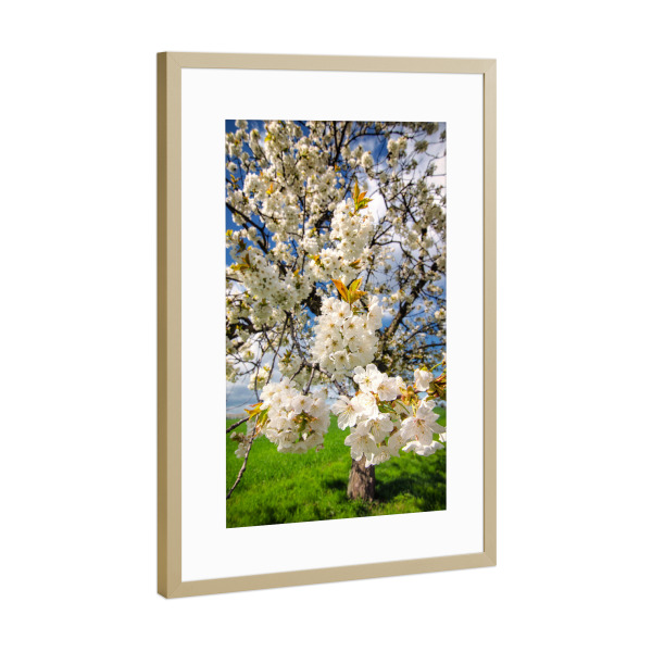 Poster mit Rahmen Gold "Blütenzuweig" artboxONE - Natur,Floral