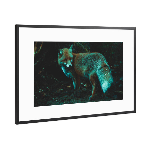 Poster mit Rahmen Schwarz (Metallic) "Fuchs und sein Bau" artboxONE - Natur,Tiere
