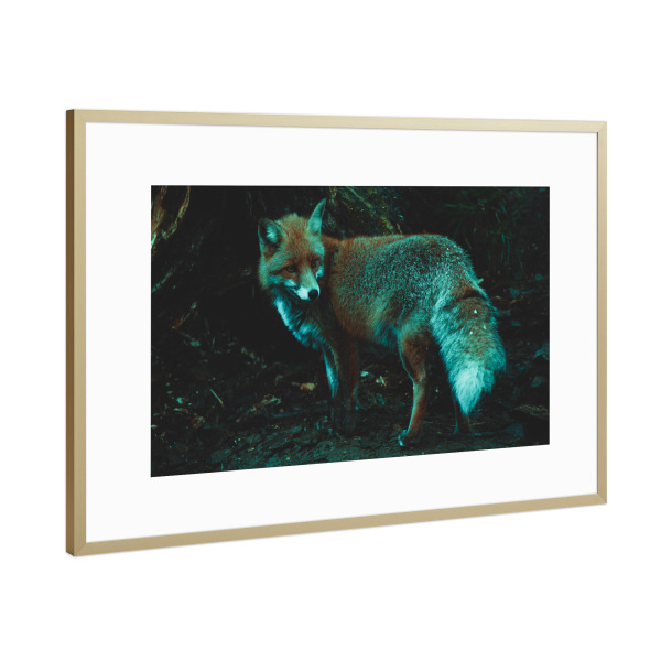 Poster mit Rahmen Gold "Fuchs und sein Bau" artboxONE - Natur,Tiere