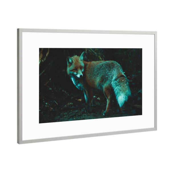 Poster mit Rahmen Silber "Fuchs und sein Bau" artboxONE - Natur,Tiere