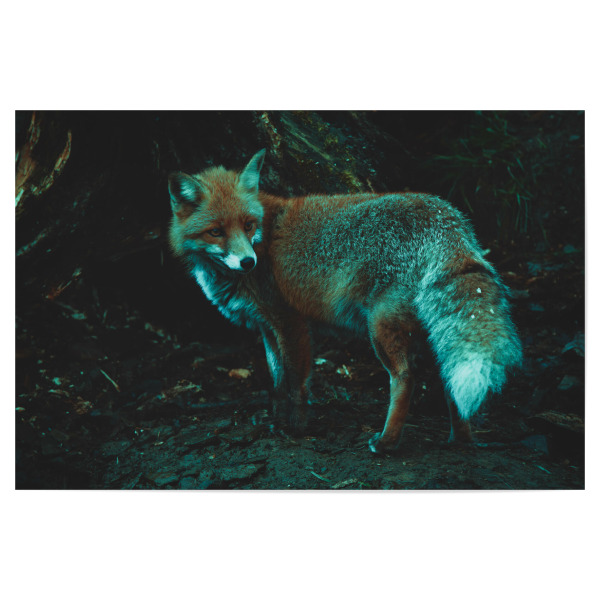 Poster "Fuchs und sein Bau" artboxONE - Natur,Tiere