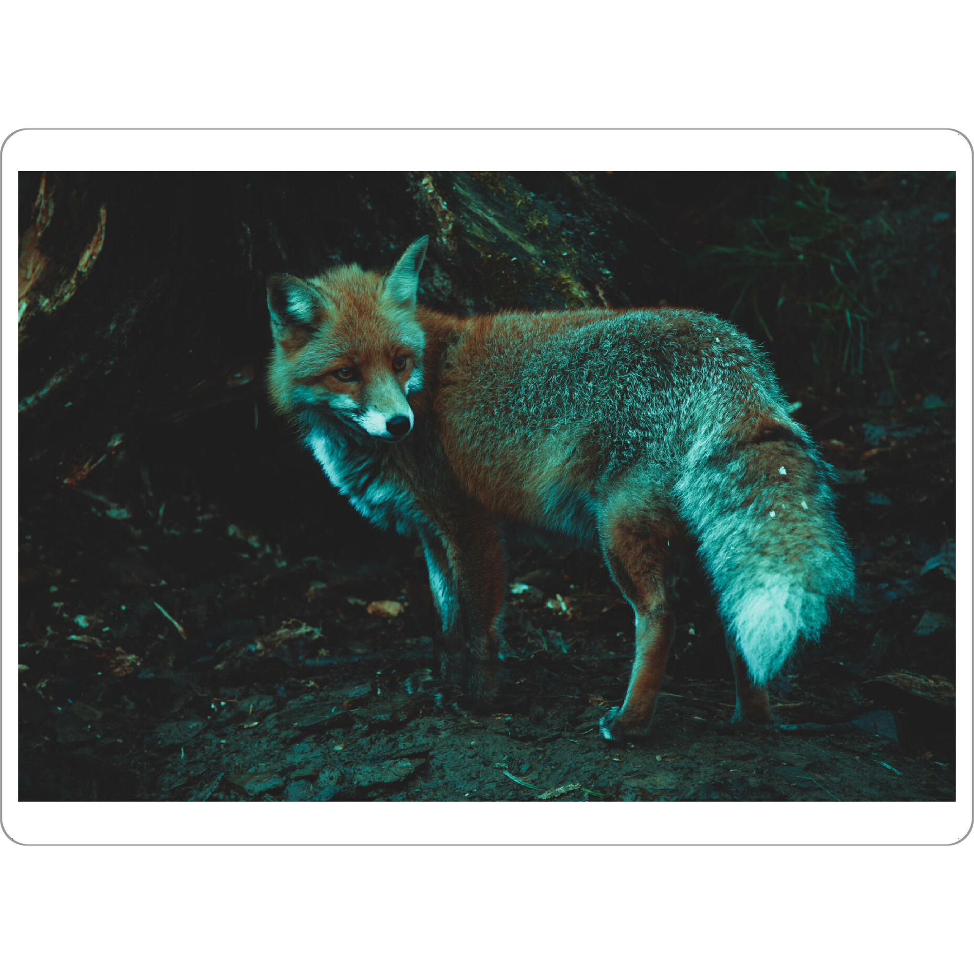 Tischset "Fuchs und sein Bau" artboxONE - Natur,Tiere