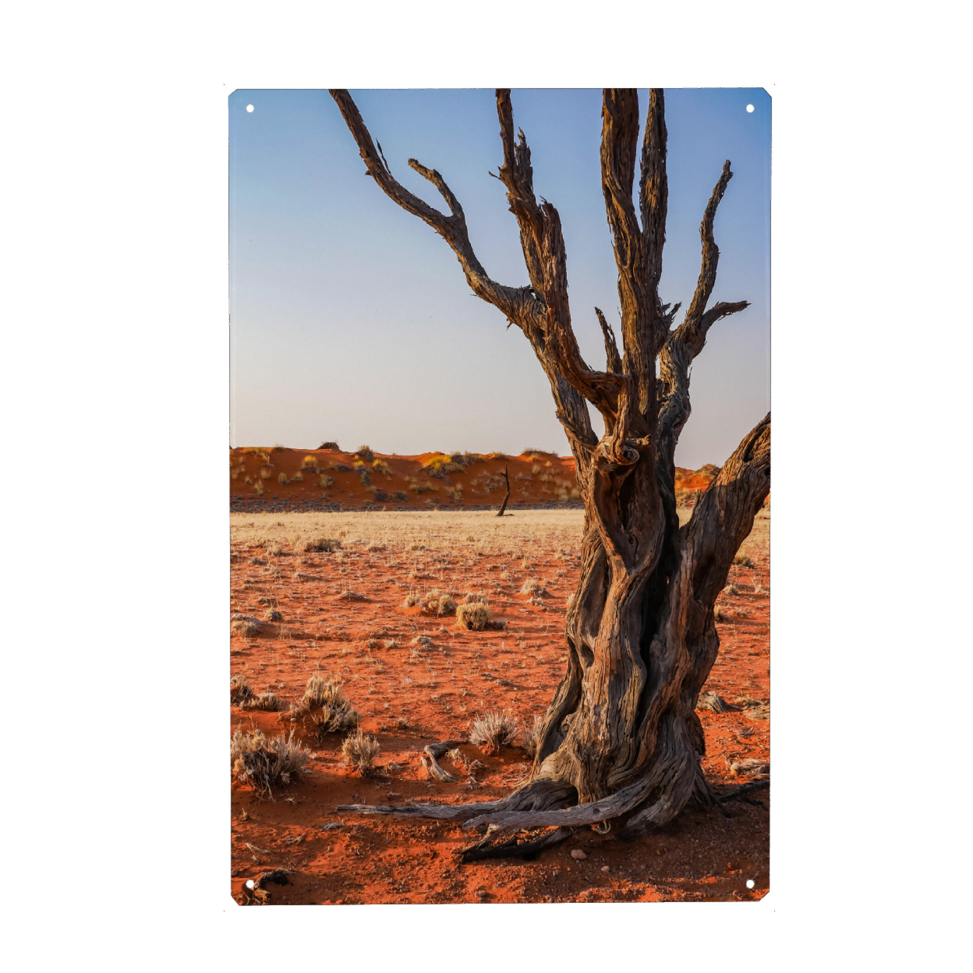 Metall Poster "Dead Wood in the Desert" artboxONE - Natur,Reise / Afrika - Baum,Tod,Wüste,Namibia,Sand,Holz - Blechschild
