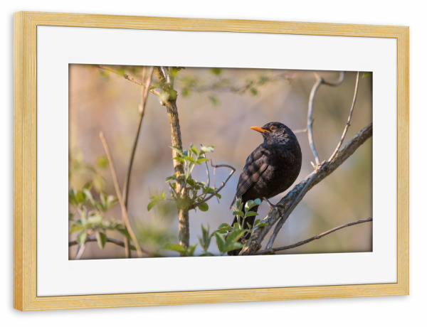 Poster mit Rahmen kiefer "Amsel" artboxONE - Natur,Tiere
