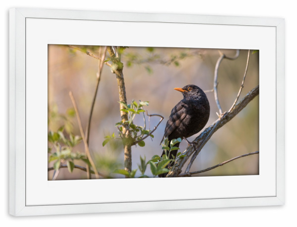 Poster mit Rahmen weiß "Amsel" artboxONE - Natur,Tiere