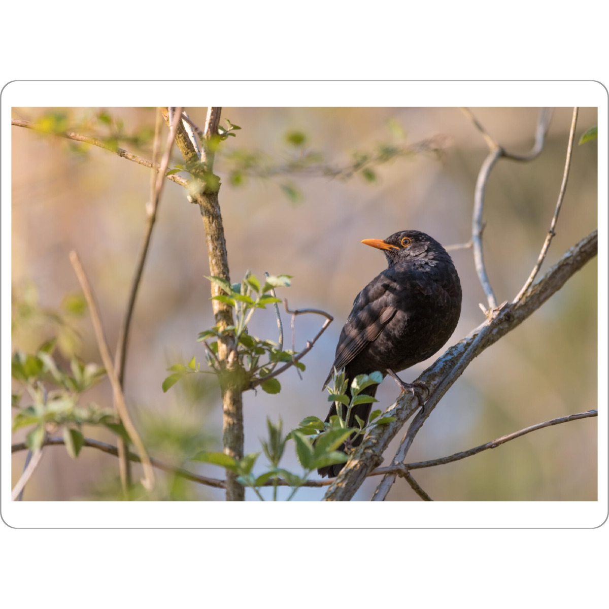 Tischset "Amsel" artboxONE - Natur,Tiere - Amsel,Naturfoto,Naturfotografie,Vogel,Turdus merula,Schwarzdrossel,Drossel,Singvogel,Geäst,Zweige