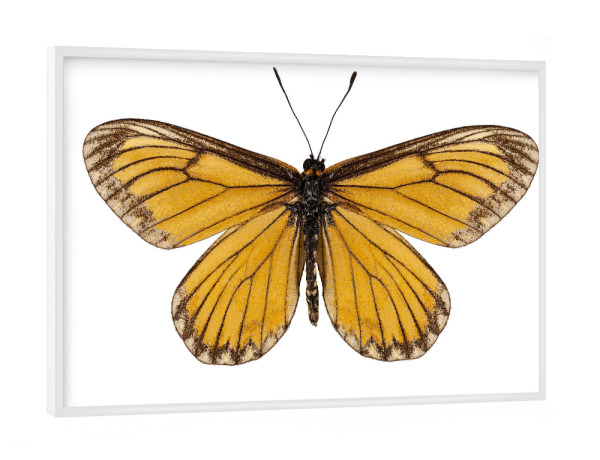 Poster mit weißem Rahmen "Butterfly species Acraea issoria" artboxONE - Natur,Tiere