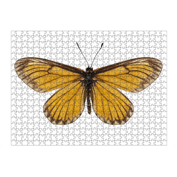 Puzzle Ravensburger "Butterfly species Acraea issoria" artboxONE - Natur,Tiere