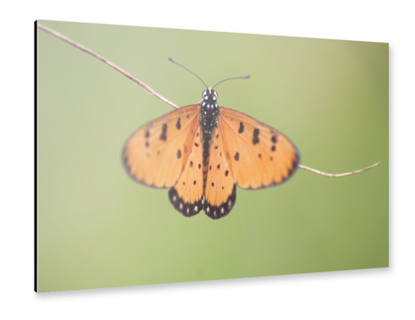 Alu-Dibond "Macro Towny coster Butterfly" 30x20 cm artboxONE