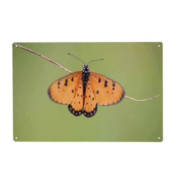 Metall Poster "Macro Towny coster Butterfly" artboxONE - Natur,Tiere