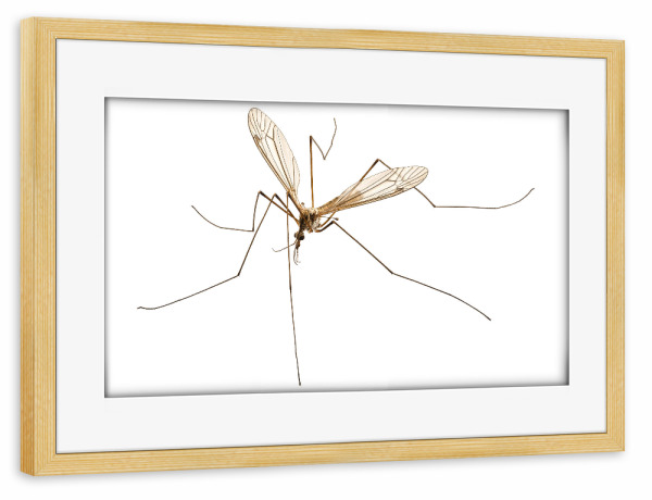Poster mit Rahmen kiefer "Cranefly species Tipula oleracea" artboxONE - Natur,Tiere