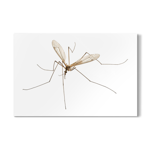 Galerie-Print "Cranefly species Tipula oleracea" 30x20 cm artboxONE