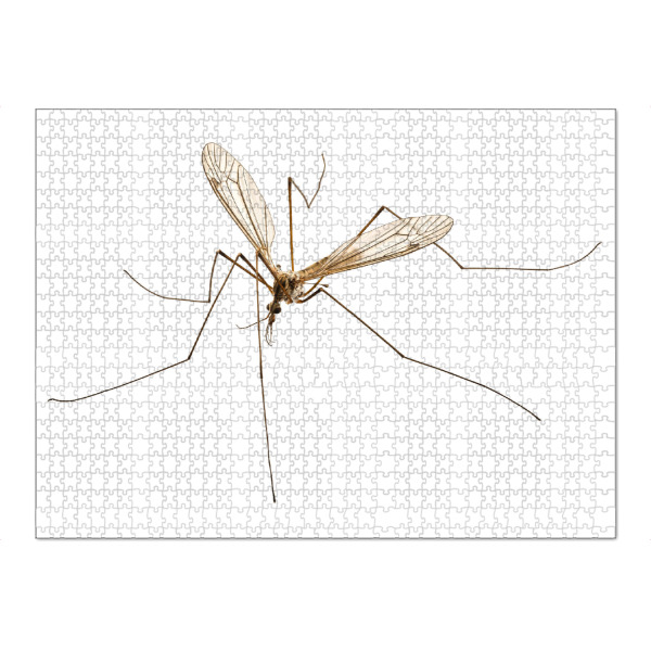 Puzzle Ravensburger "Cranefly species Tipula oleracea" artboxONE - Natur,Tiere