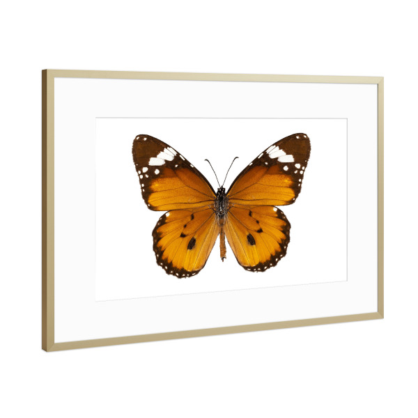 Poster mit Rahmen Gold "Butterfly species danaus" artboxONE - Natur,Tiere