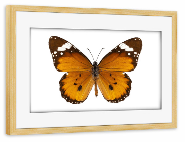 Poster mit Rahmen kiefer "Butterfly species danaus" artboxONE - Natur,Tiere