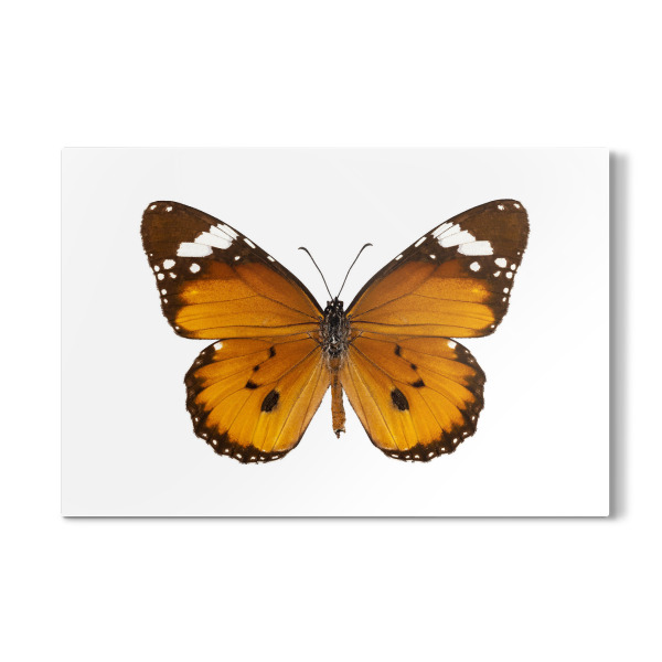 Galerie-Print "Butterfly species danaus" 30x20 cm artboxONE