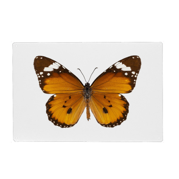 Holzbild "Butterfly species danaus" artboxONE - Natur,Tiere