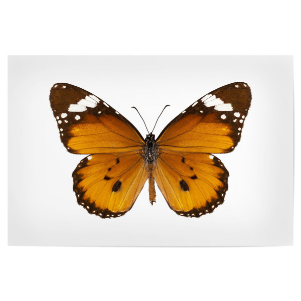 Poster 30x20 cm "Butterfly species danaus" artboxONE - Natur,Tiere