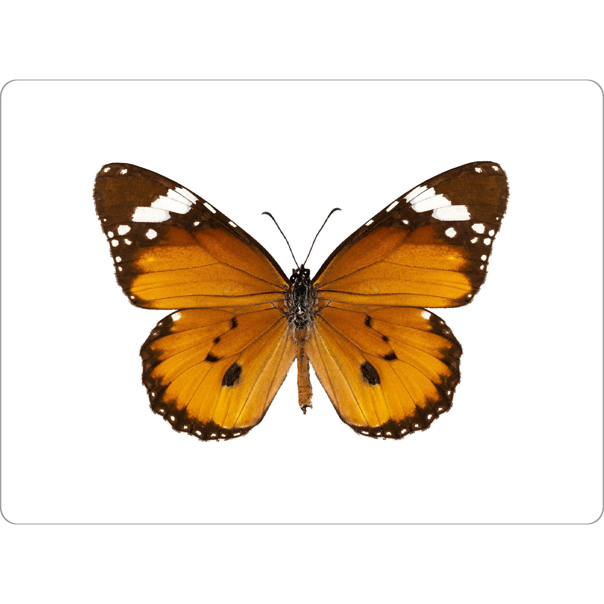 Tischset "Butterfly species danaus" artboxONE - Natur,Tiere