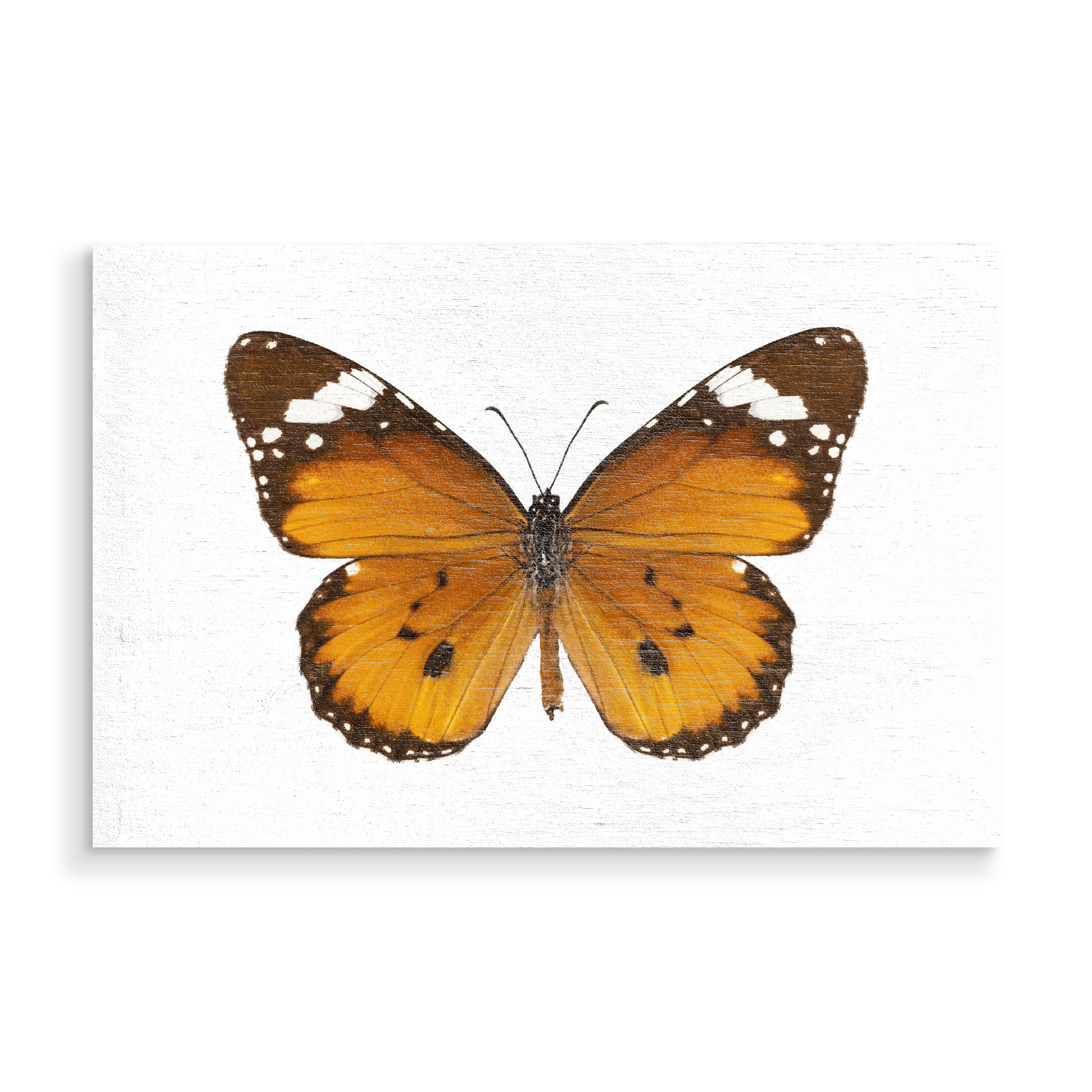 Holzbild "Butterfly species danaus" artboxONE - Natur,Tiere