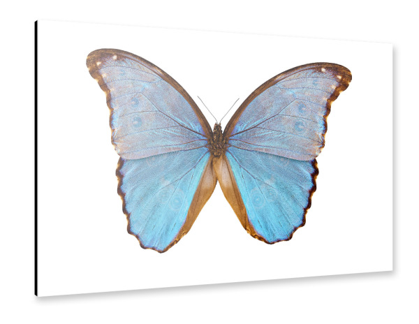 Alu-Dibond "Butterfly species Morpho godarti" 30x20 cm artboxONE