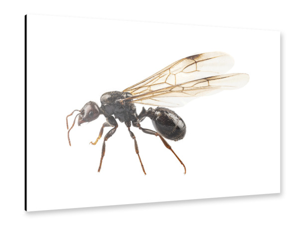 Alu-Dibond "Black Winged garden ant species" 30x20 cm artboxONE