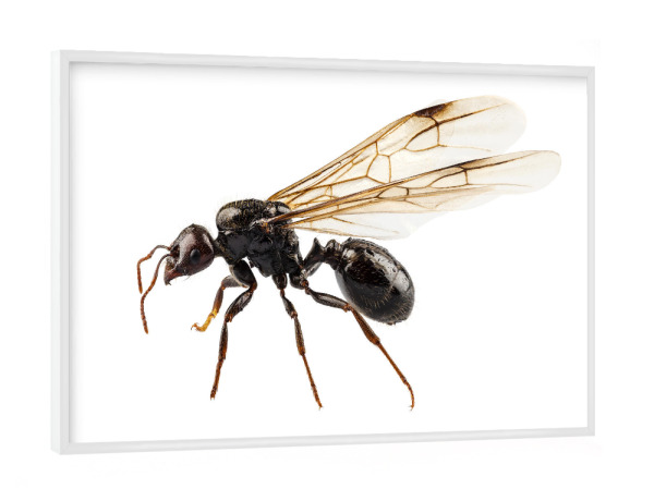 Poster mit weißem Rahmen "Black Winged garden ant species" artboxONE - Natur,Abstrakt
