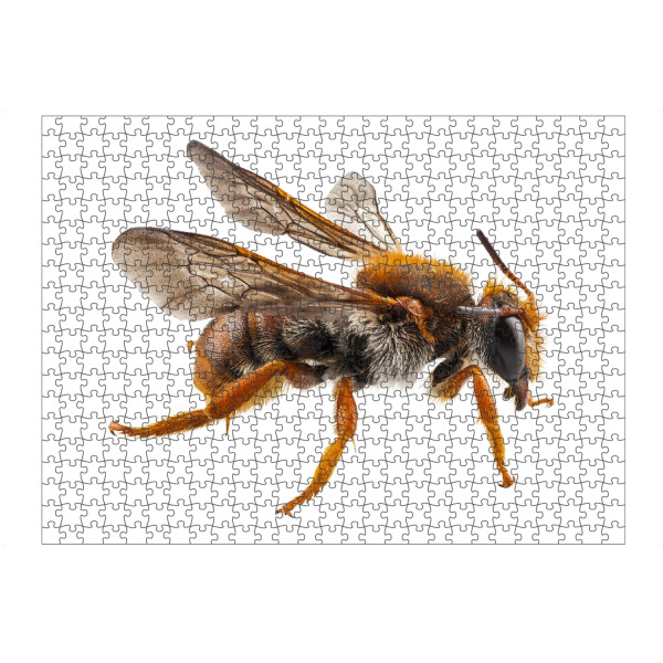 artboxONE Puzzle "Bee species Anthidium sticticum" artboxONE - Natur,Tiere - Insect,Animals,High resolution,Flying,Colorful,Nature,Biene,Hummel