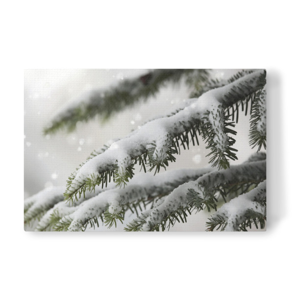 Leinwandbild "Tannenzweig mit Schneeflocken" artboxONE - Natur,Weihnachten