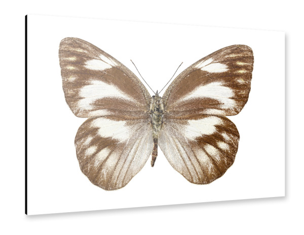 Alu-Dibond "Butterfly species Appias libythea" 30x20 cm artboxONE